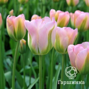 

Тюльпан Гроенлэнд зеленоцветный 4 шт