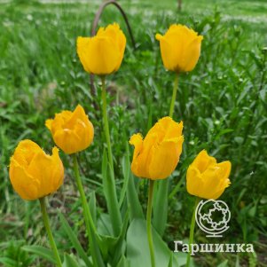 

Тюльпан Хелла Лайтс простой поздний 5 шт