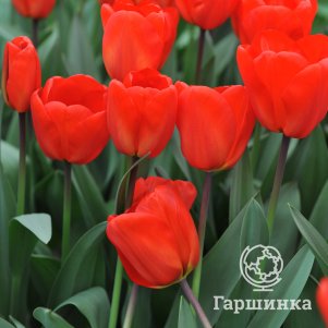 

Тюльпан Лалибела Дарвина 5шт.