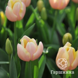 

Тюльпан Манго Шарм, Триумф 5шт