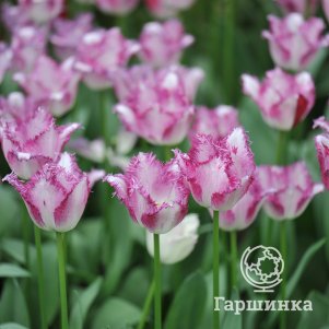 

Тюльпан Пешн Плей бахромчатый 5шт