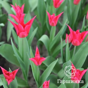 

Тюльпан Квин Рания лилиецветный 5шт.