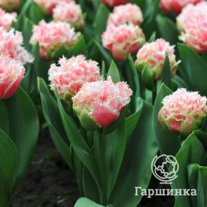 

Тюльпан Квинсленд бахромчатый 5шт.