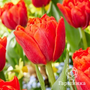 

Тюльпан Рокабилли махровый 5шт