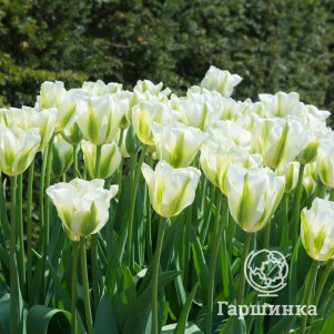 

Тюльпан Сприн Грин зеленоцветный 5 шт