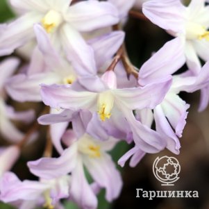 

Хионодокса Форбса Розеа 10шт