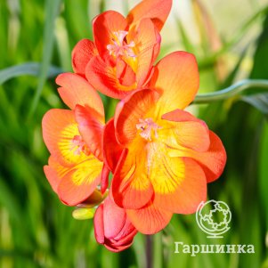 

Фрезия Оранж Сингл 10шт