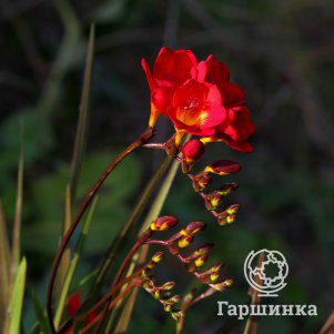 

Фрезия Ред Сингл 10шт
