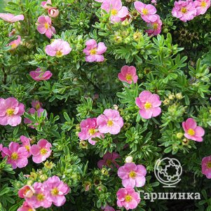 

Лапчатка Пинк Бьюти кустарниковая