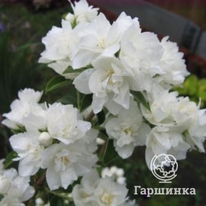 

Чубушник (жасмин садовый) Сноу Глоб