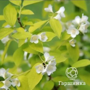

Чубушник Ауреа
