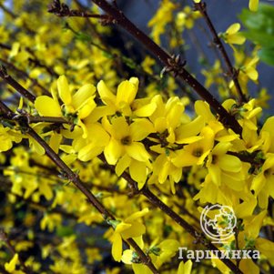 

Форзиция промежуточная