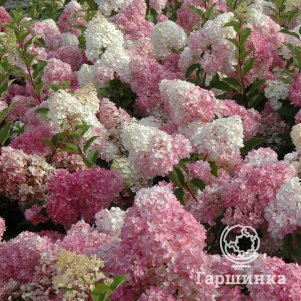 

Гортензия Ванила Фрайз метельчатая