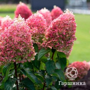 

Гортензия Пинки Промис (Розовое обещание) метельчатая