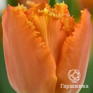 

Тюльпан Оген бахромчатый 5шт