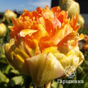 

Тюльпан Ле Лаванду махровый 5шт