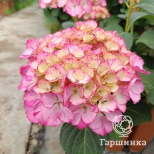 

Гортензия Конфетти Пантер крупнолистная (серия Рандеву)