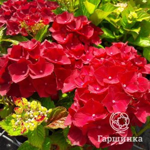 Гортензия Ред Барон крупнолистная (макрофила)