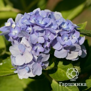 

Гортензия Боденси крупнолистная (макрофила)