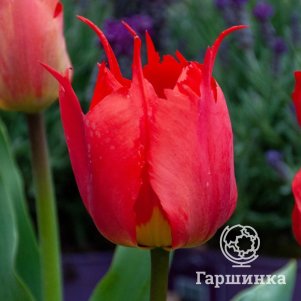 

Тюльпан Робедос Дарвина 5шт