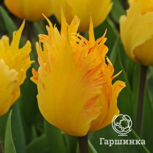 

Тюльпан Санни Лео Дарвина 5шт