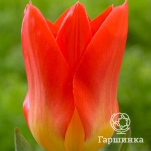

Тюльпан Оракл 5шт