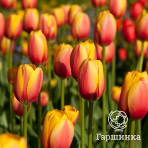 

Тюльпан Ворлдс Пис Дарвина 5шт.