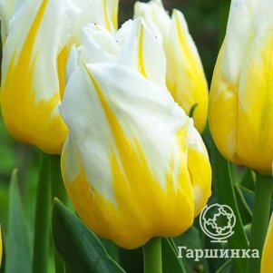 

Тюльпан Фламинг Кокет 5шт