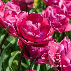 

Тюльпан Рози Даймонд махровый 5шт.