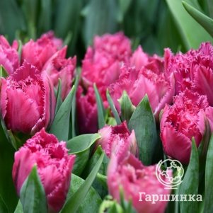 

Тюльпан Матчпоинт бахромчатый 4шт
