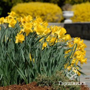 

Нарцисс Голден Харвест крупнокорончатый 5шт