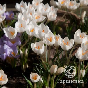 

Крокус Мисс Вейн ботанический 15шт