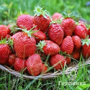 

Клубника Магнус