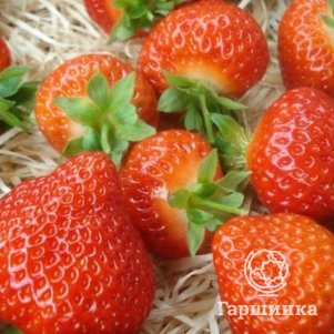 

Клубника Сальса