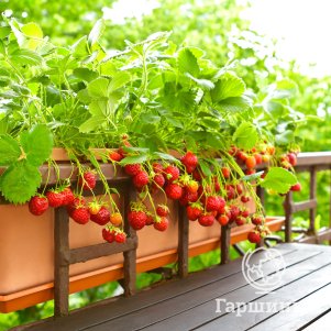 Земляника Александрия ремонтантная