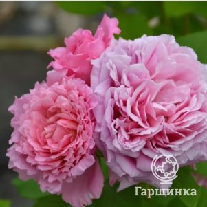 

Роза Бьенвеню плетистая, Питомник роз Королева Роза