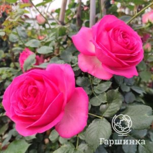 

Роза Цикламен Пьер де Ронсар плетистаяоза