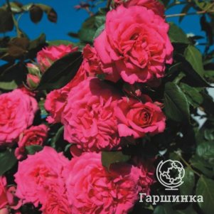 

Роза Маритим плетистая, Питомник роз Королева Роза
