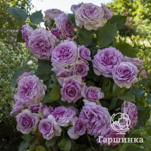 

Роза Квиксильвер плетистая, Питомник роз Королева Роза