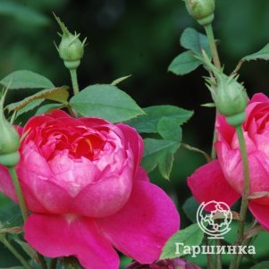 

Роза Бенджамин Бриттеноза