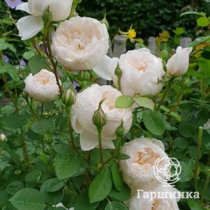 

Роза Глэмис Касл