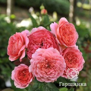 

Роза Амандин Шанель шраб