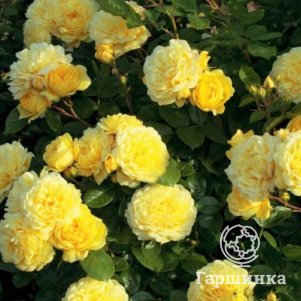 

Роза Анни Дюпрей шраб