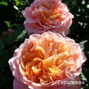 

Роза Априкот Сенсейшн шраб