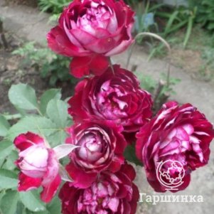 

Роза Бель де Сегоза шраб, Питомник роз Королева Роза
