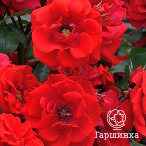 

Роза Бриллиант Корсар шраб