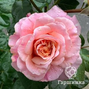 

Роза Шато де Вамаркус шрабоза