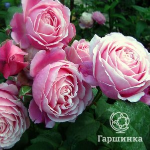 

Роза Дитер Мюллер шрабоза