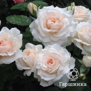 

Роза Мисс Диор шраб