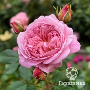 

Роза Стефанис Роуз шрабоза